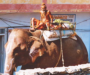 слоны в ИНдии
